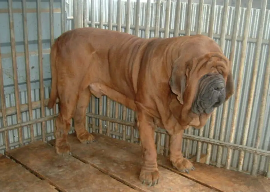 韓國杜莎犬是韓國友好的巨型犬種。