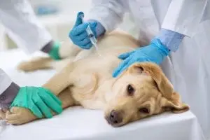 Veterinarian giving injection to a sick dog.
