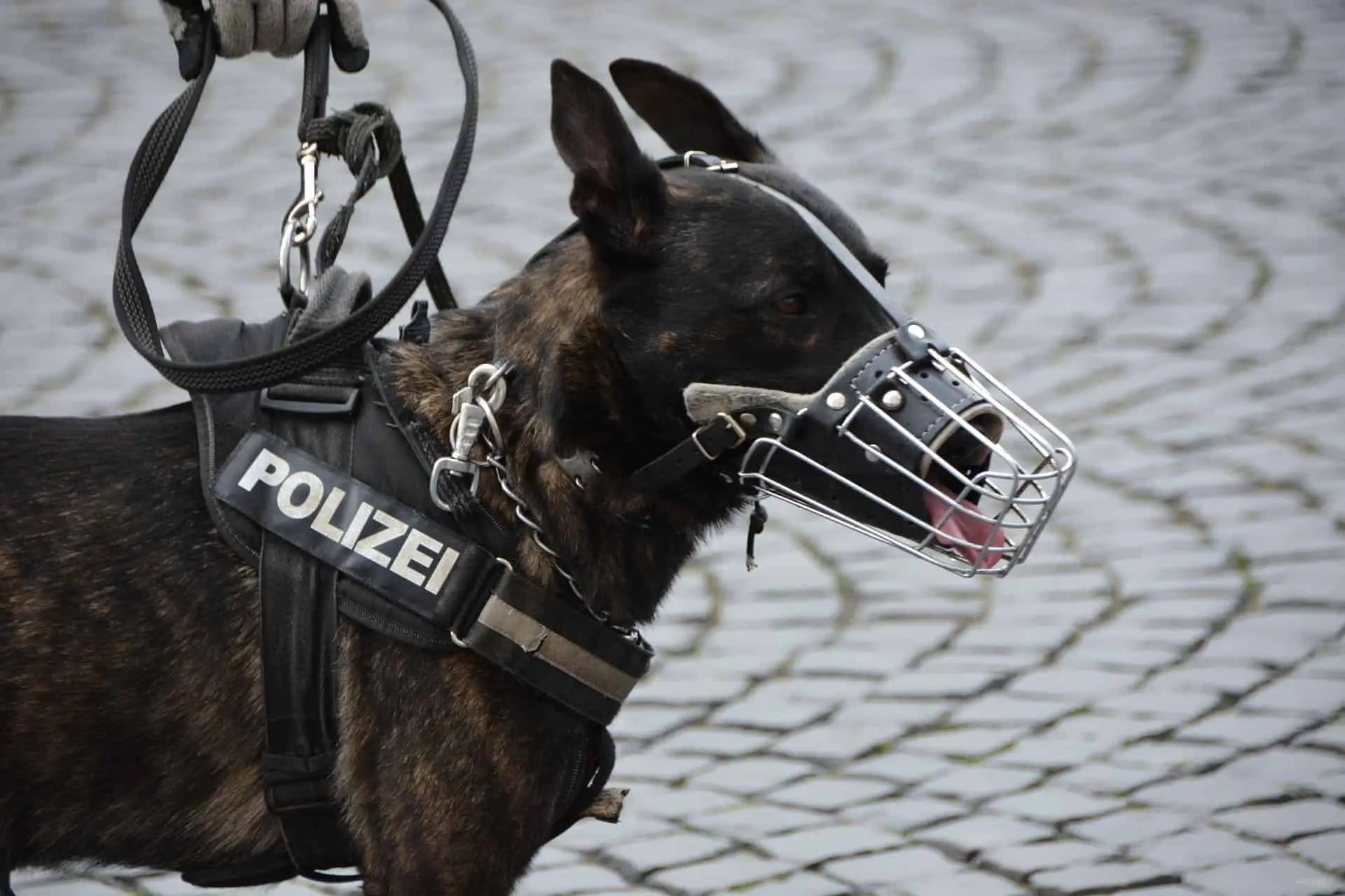 Police and military dogs are used all around the world.