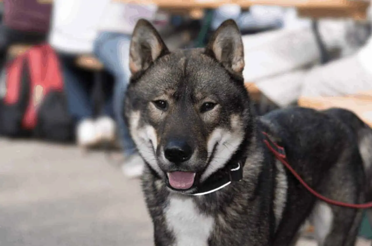 四國犬被列為日本最常見的犬種之一。