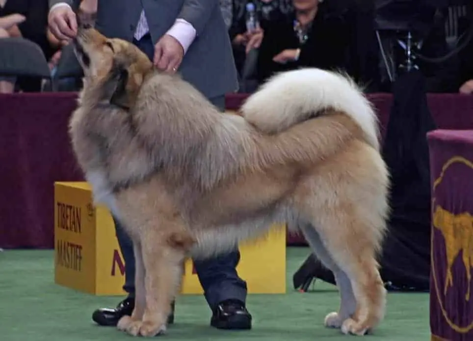 藏獒是迄今為止中國最昂貴的犬種。