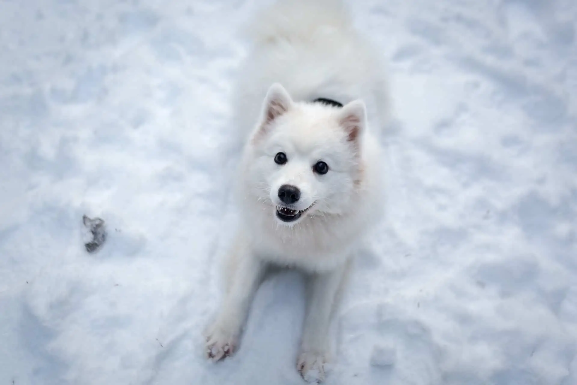 銀狐犬是起源於日本的伴侶犬。