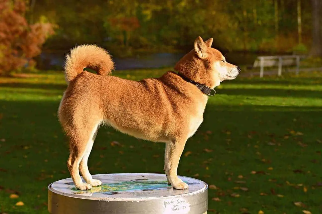 柴犬是日本最受歡迎的犬種。