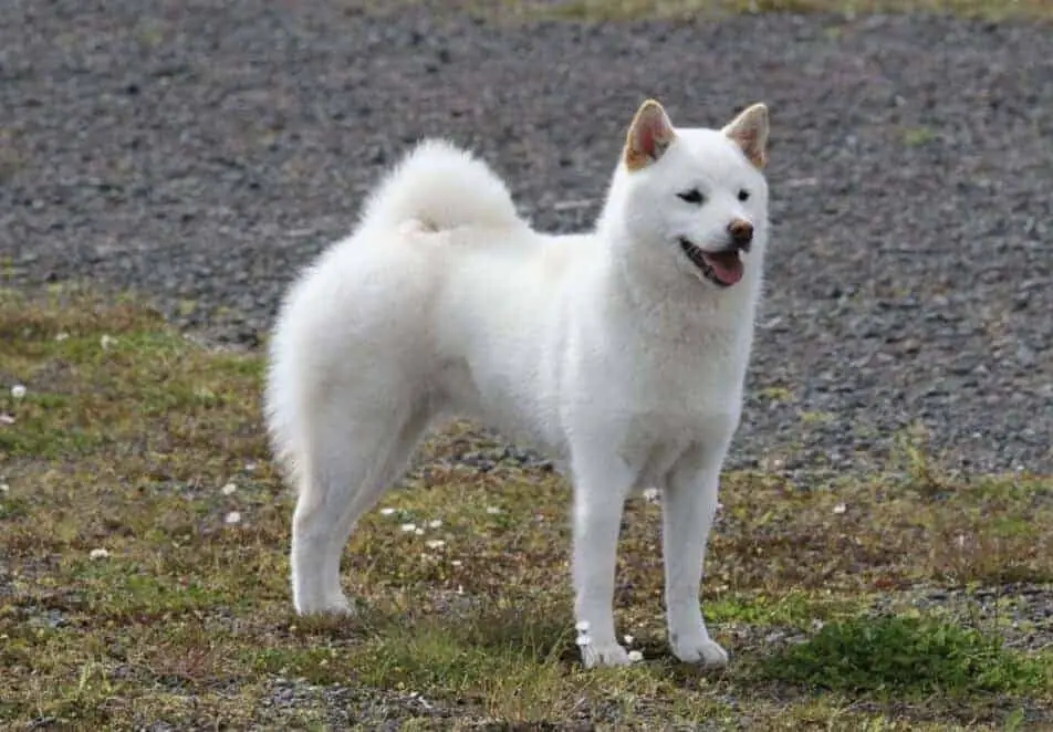 紀州犬是一種高度忠誠的狗。