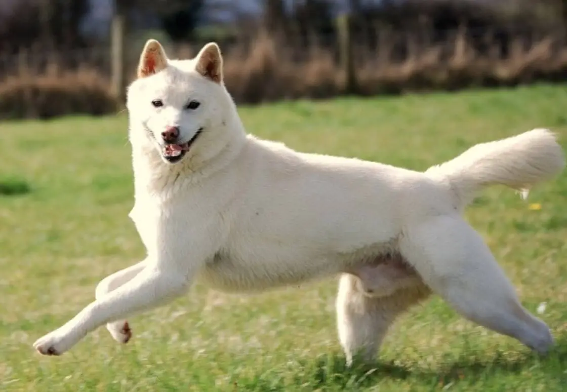 Sanshu Inu 是一種稀有的日本犬種，由鬆獅犬和愛知犬發展而來。