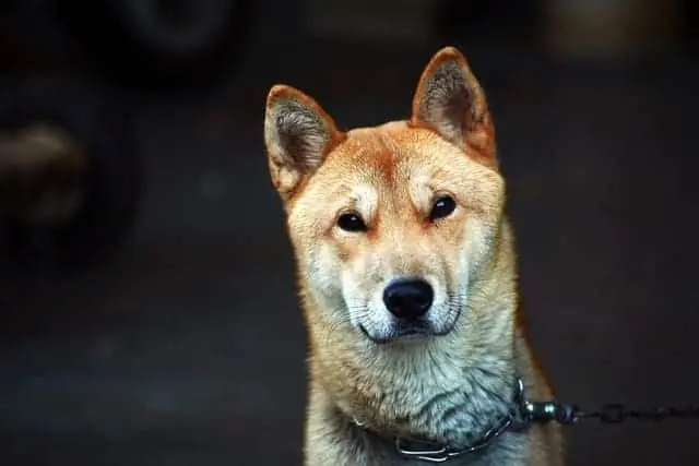 Jindo是來自韓國的最具標誌性和最受歡迎的狗。