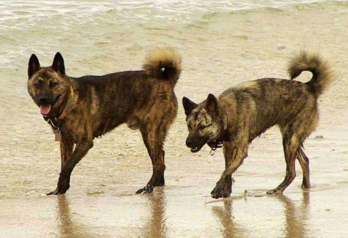 雖然琉球犬看起來像凱肯，但它們是非常不同的日本犬種。