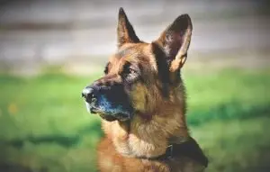 German Shepherds are highly intelligent. In fact, they're the 3rd smartest dog.