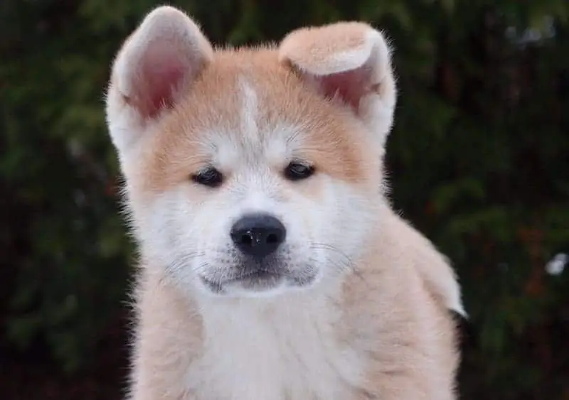 北海道犬是來自日本北部地區的日本品種。