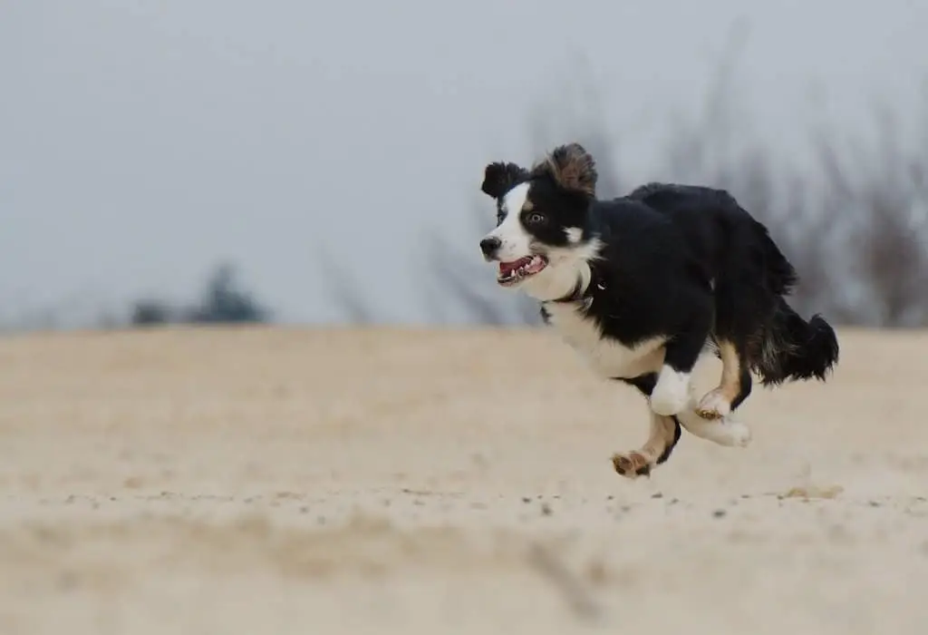 Here's how much exercise Border Collies need.