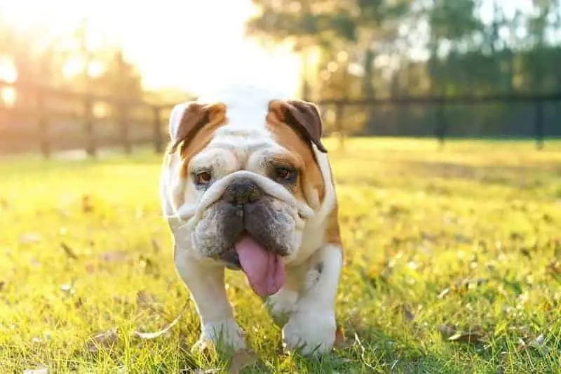 The English Bulldog is the most iconic dog breed from England.