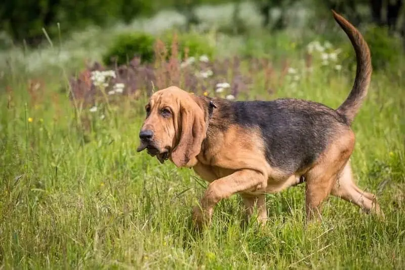 Bloodhound showing off his instinctive intelligence by tracking.