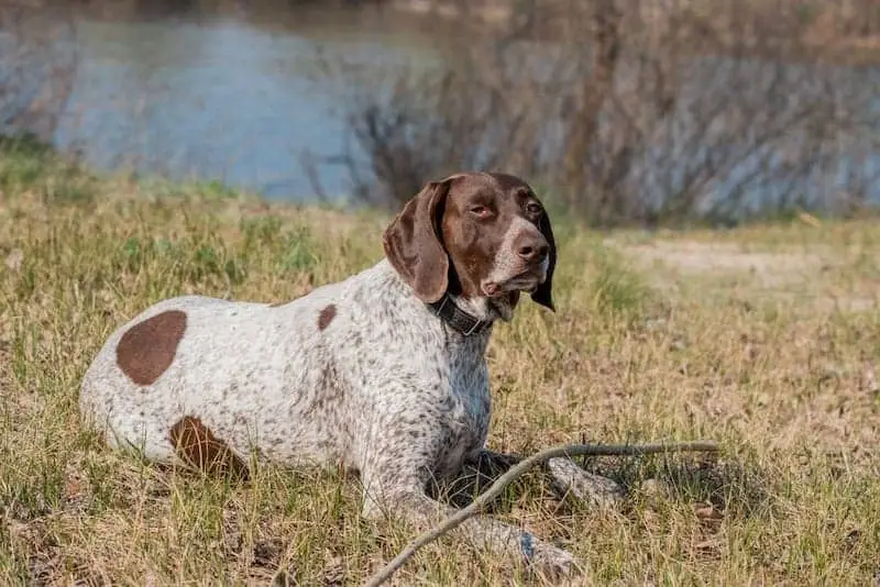 The intelligent German Shorthaired Pointer dog.