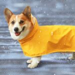 雨中漫步防水雨衣 • 寵物外出防髒雨衣