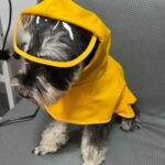 雨中漫步防水雨衣 • 寵物外出防髒雨衣：圖片 3