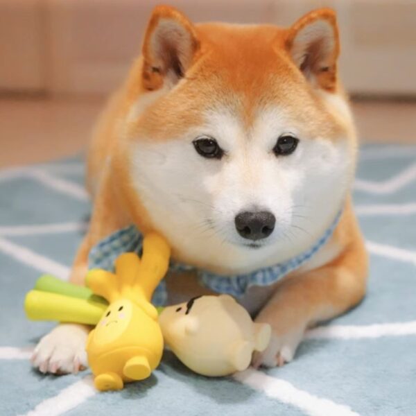 乳膠啾啾寵物玩具