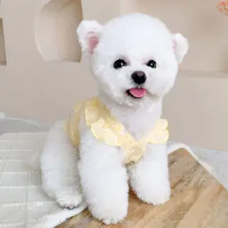 閃亮愛心南瓜裙 • 狗狗貓咪寵物衣服