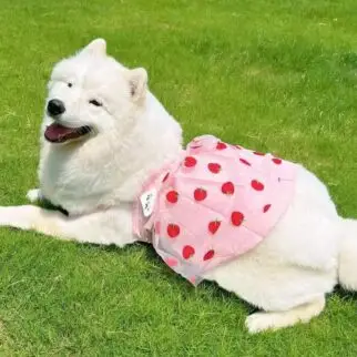 夏日大狗狗草莓紗裙 • 狗狗貓咪寵物衣服