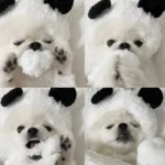軟綿寵物頭套 • 狗狗貓咪寵物帽子：圖片 5