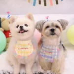 粉彩慶生帽領巾 • 生日圍兜三角巾