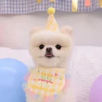 粉彩慶生帽領巾 • 生日圍兜三角巾：圖片 3