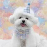 粉彩慶生帽領巾 • 生日圍兜三角巾：圖片 4