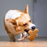 GiGwi橡膠潔牙玩具：圖片 2