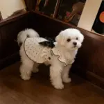可愛蝴蝶結連身裙 • 衣服