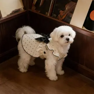 可愛蝴蝶結連身裙 • 衣服